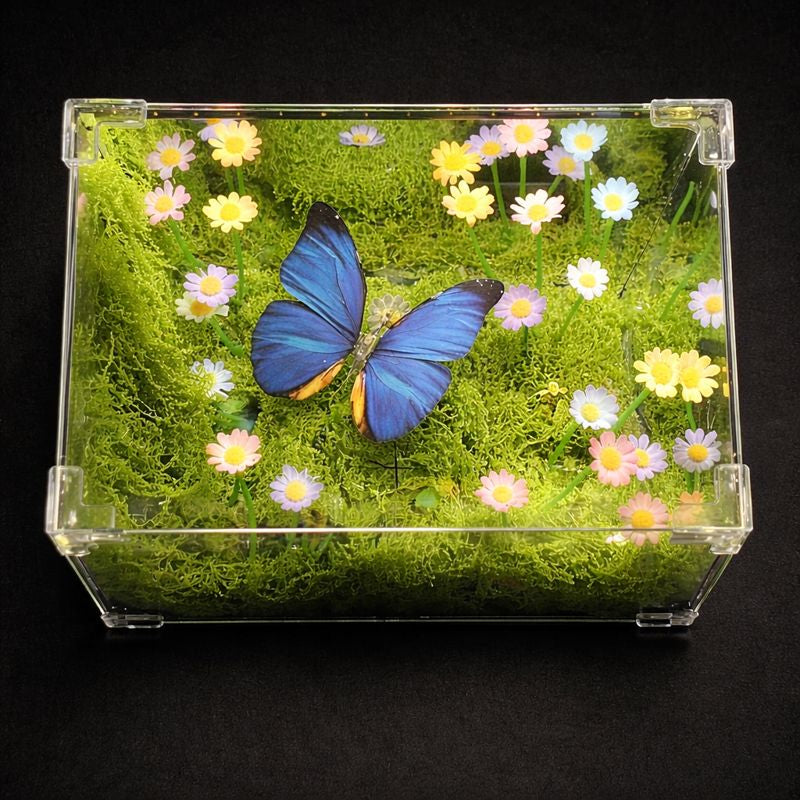 Butterfly Infinity Box